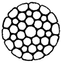  ----  136(1+7+7/7+14)